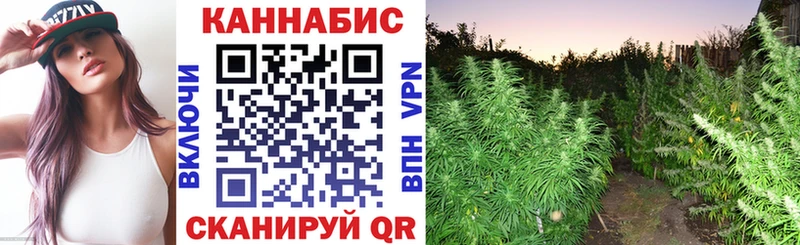 Конопля гибрид  Элиста 